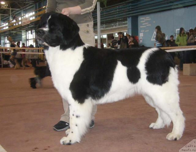 Фото: ньюфаундленд Маг Исполин Инфанта (Mag Ispolin Infanta)