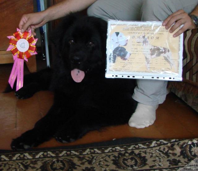 Фото: ньюфаундленд Арчибальд