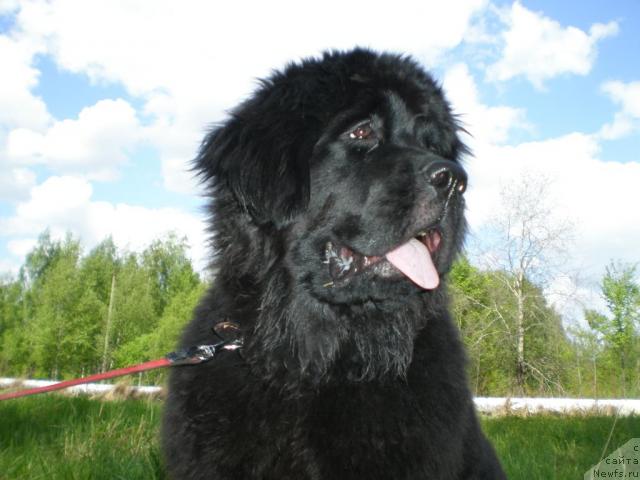 Фото: ньюфаундленд Грация Ночи