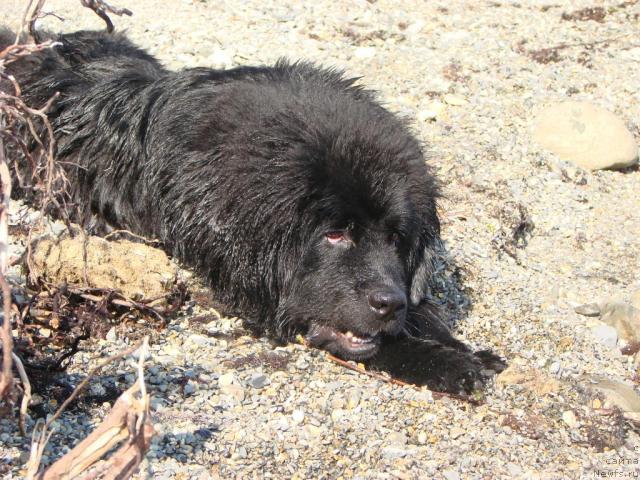 Фото: ньюфаундленд Арчибальд