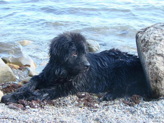 Фото: ньюфаундленд Арчибальд
