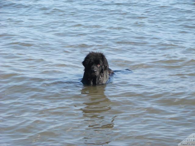 Фото: ньюфаундленд Арчибальд