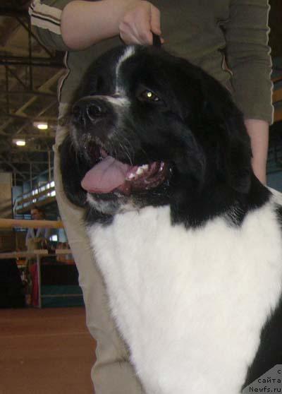 Фото: ньюфаундленд Маг Исполин Инфанта (Mag Ispolin Infanta)