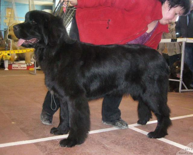 Фото: ньюфаундленд Венеция из Царства Медведей в Обуш Шед