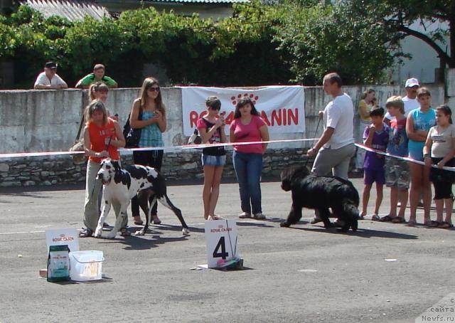Фото: ньюфаундленд Арчибальд