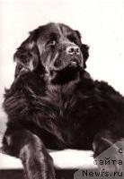 Фото: ньюфаундленд Arko von der Linde