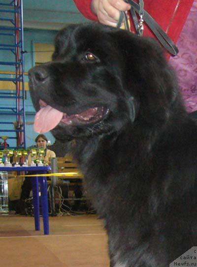 Фото: ньюфаундленд Венеция из Царства Медведей в Обуш Шед