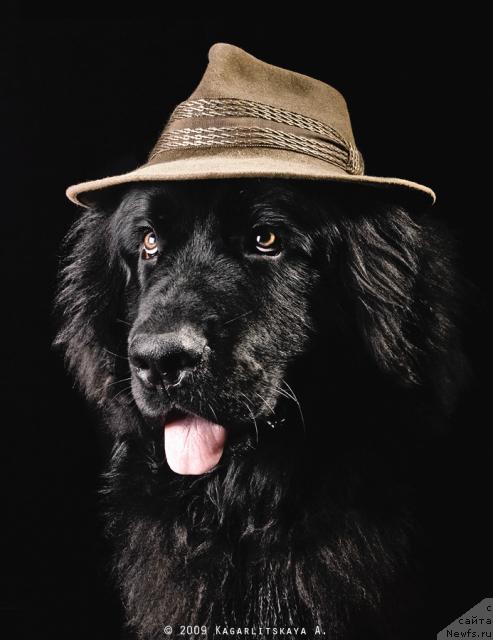 Фото: ньюфаундленд Принц Прэй