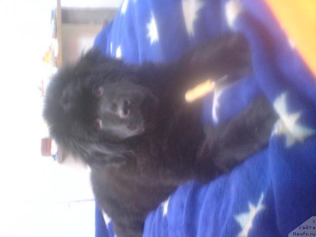 Фото: ньюфаундленд Терра Нова от Сибирского Медведя