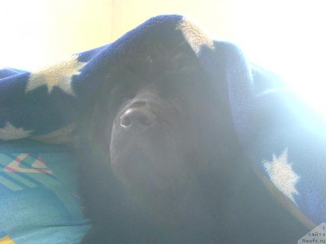 Фото: ньюфаундленд Терра Нова от Сибирского Медведя