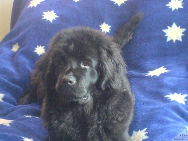 Фото: ньюфаундленд Терра Нова от Сибирского Медведя