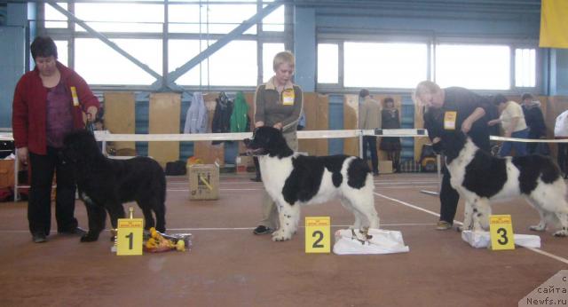 Фото: ньюфаундленд Веснушка на Счастье (Vesnushka na Shastie), ньюфаундленд Маг Исполин Инфанта (Mag Ispolin Infanta)