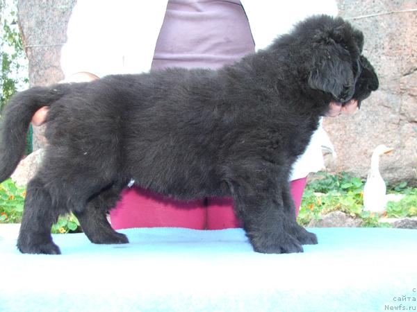 Фото: ньюфаундленд Плюшевая Панда Рейчел