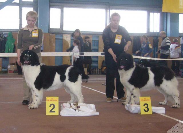 Фото: ньюфаундленд Веснушка на Счастье (Vesnushka na Shastie), ньюфаундленд Маг Исполин Инфанта (Mag Ispolin Infanta)