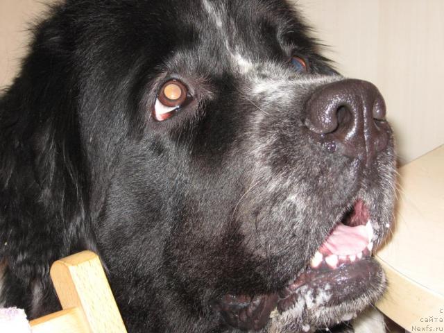 Фото: ньюфаундленд Богемия (Bogemiya)