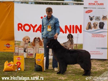 Фото: ньюфаундленд Skippers Open Arms