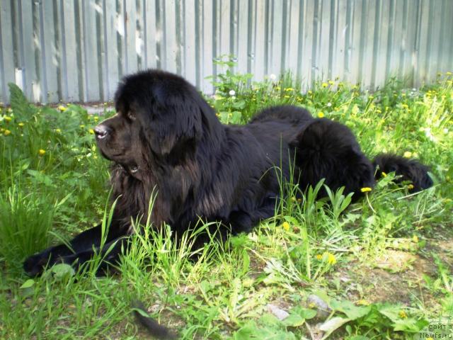 Фото: ньюфаундленд Супер Бизон Армани (Super Bizon Armani)