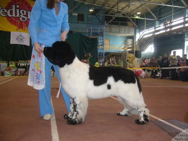 Фото: ньюфаундленд Супер Бизон Арго (Super Bizon Argo)