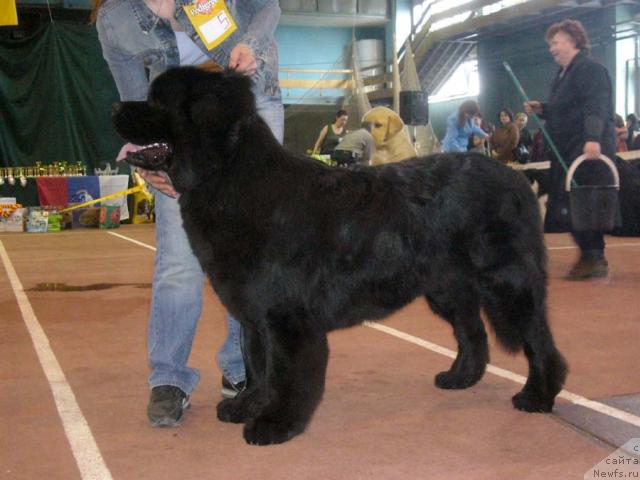 Фото: ньюфаундленд Обуш Шед Юкотан Золотой Ручей