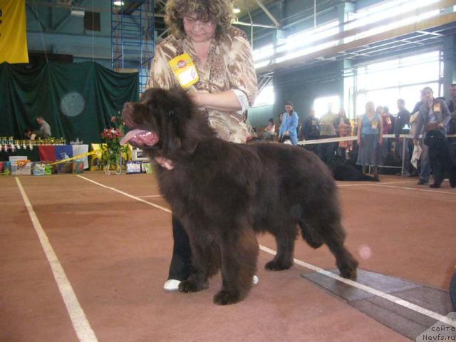 Фото: ньюфаундленд Супер Премиум Брабус