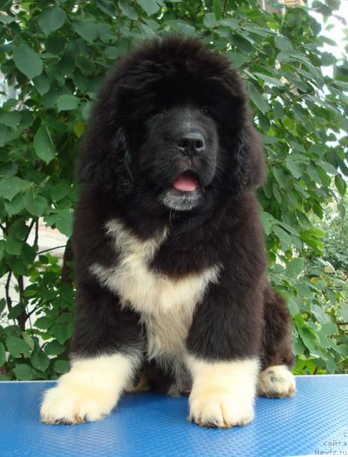 Фото: ньюфаундленд Маг Исполин Любава