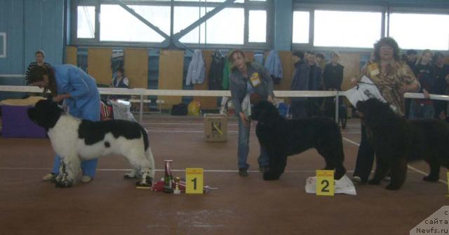 Фото: ньюфаундленд Супер Бизон Арго (Super Bizon Argo), ньюфаундленд Обуш Шед Юкотан Золотой Ручей, ньюфаундленд Супер Премиум Брабус