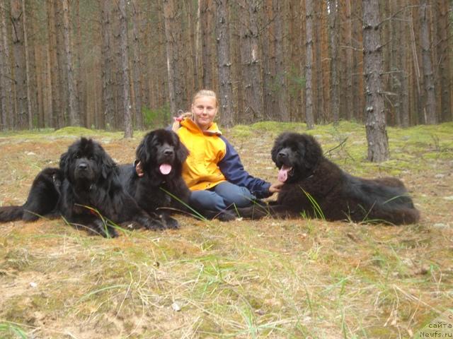 Фото: ньюфаундленд Амазонка Эми Чардишик, ньюфаундленд Супер Бизон Астория, ньюфаундленд Капитан Ньюфорт, Анастасия Лоскутова