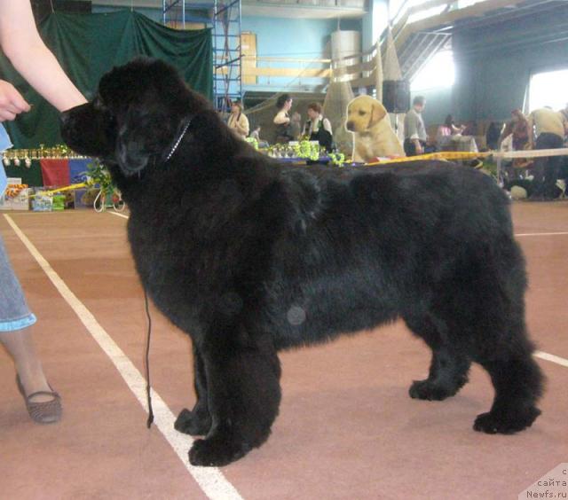 Фото: ньюфаундленд Акватория Келвин Героиня Романа (Aquatoriya Kelvin Geroinya Romana)