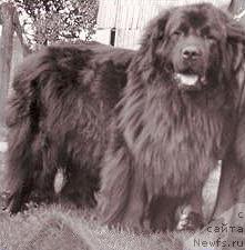 Фото: ньюфаундленд Candra von Giskadi