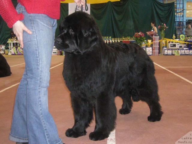 Фото: ньюфаундленд Акватория Келвин Голубая Лагуна