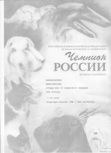 Фото: ньюфаундленд Отрада Моя от Сибирского Медведя