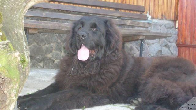 Фото: ньюфаундленд Веселый Робин Гуд из Орловской Слободы, ньюфаундленд Веселый Робин Гуд из Орловской Слободы