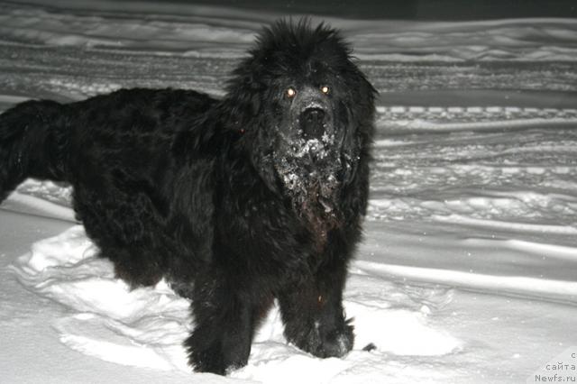 Фото: ньюфаундленд Ирбис из Медвежьего Яра