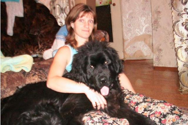 Фото: Татьяна Богомолова, ньюфаундленд Ирбис из Медвежьего Яра, Татьяна Богомолова