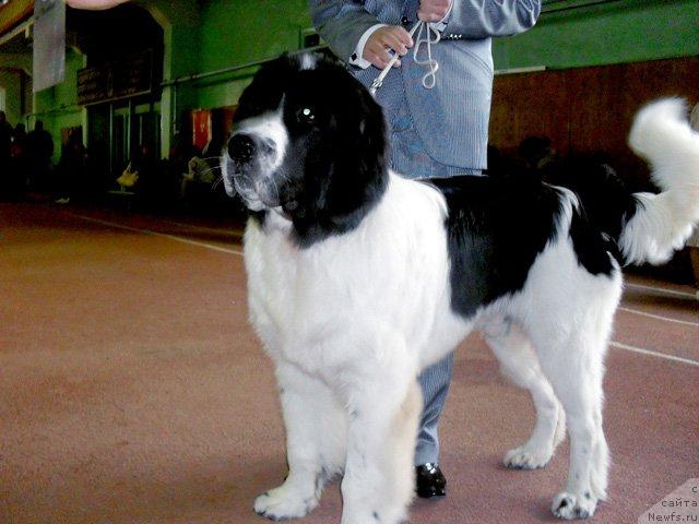 Фото: ньюфаундленд Лорд Люксембург Аюлар из Тихого Омута (Lord Luxemburg Ayular iz Tihogo Omuta)