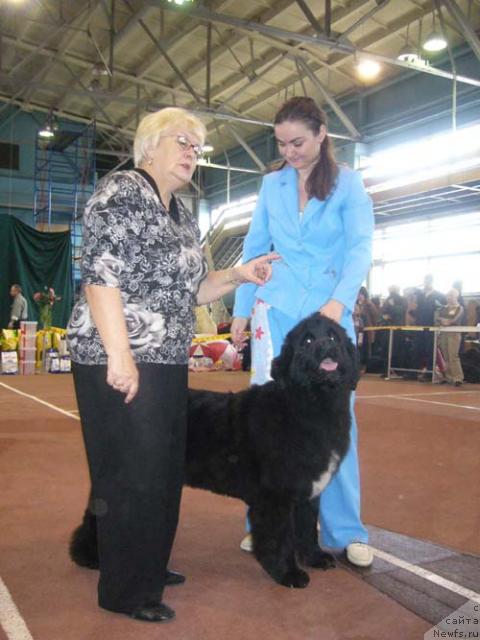 Фото: ньюфаундленд Супер Бизон Анталия