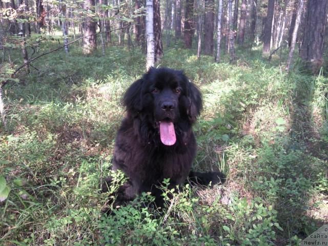 Фото: ньюфаундленд Красивая Затея