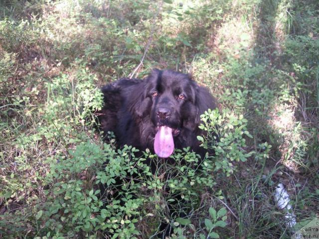 Фото: ньюфаундленд Красивая Затея