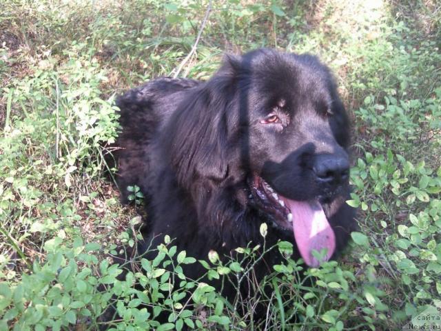 Фото: ньюфаундленд Красивая Затея