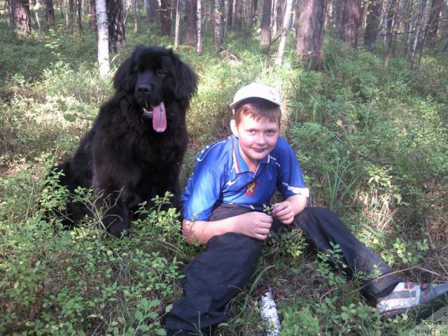 Фото: ньюфаундленд Красивая Затея