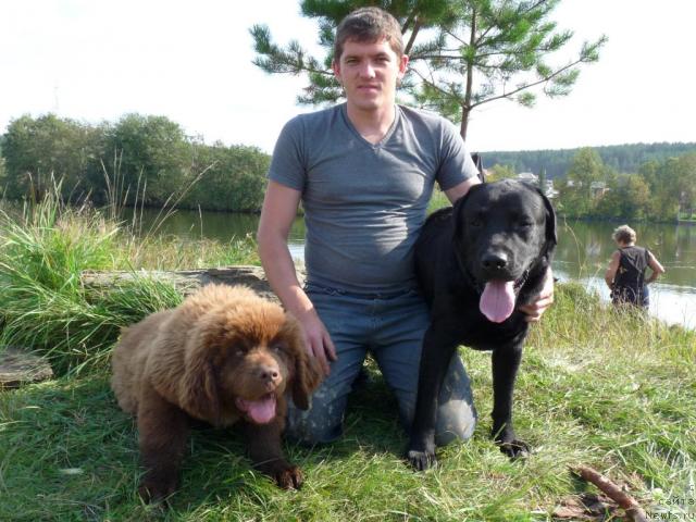 Фото: ньюфаундленд Приоритет Кофе (Prioritet Kofe)