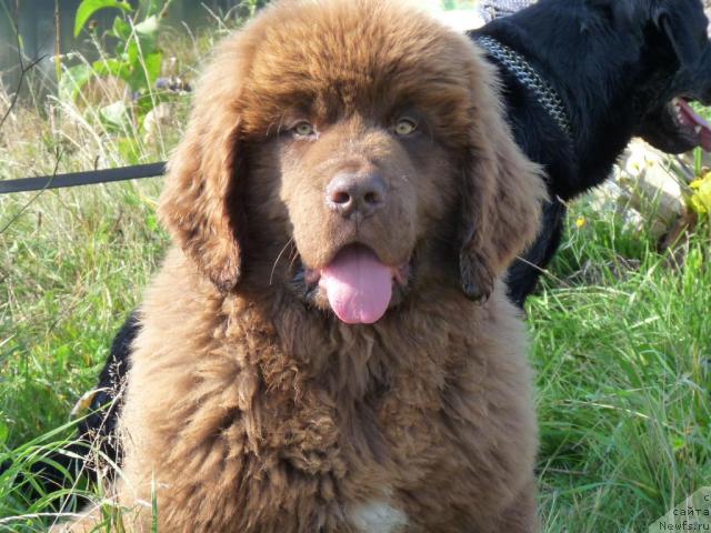 Фото: ньюфаундленд Приоритет Кофе (Prioritet Kofe)