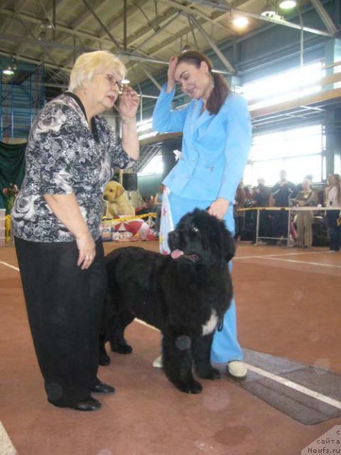 Фото: ньюфаундленд Супер Бизон Анталия