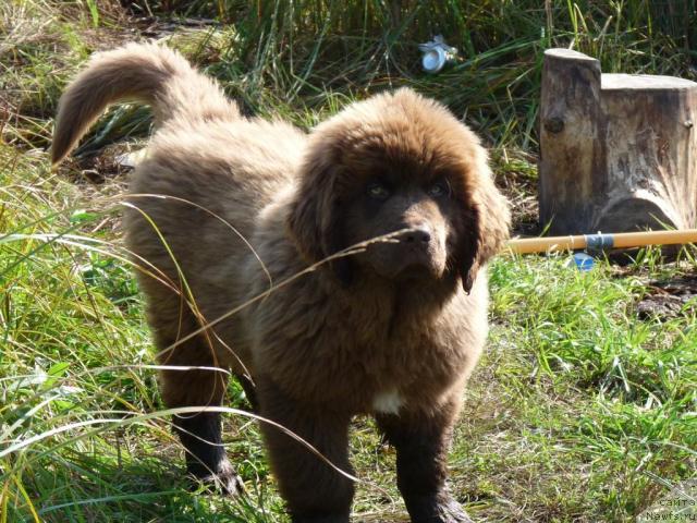 Фото: ньюфаундленд Приоритет Кофе (Prioritet Kofe)