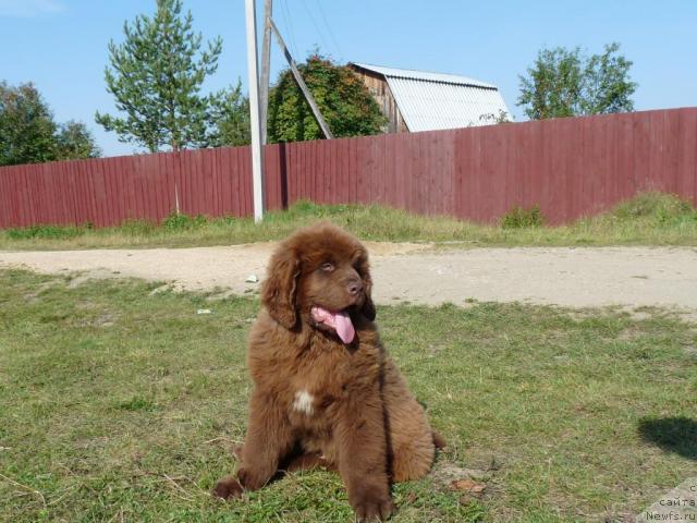 Фото: ньюфаундленд Приоритет Кофе (Prioritet Kofe)