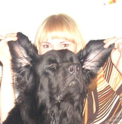 Фото: ньюфаундленд Полярная Ночка, Янина Василькова