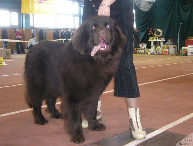 Фото: ньюфаундленд Супер Премиум Бекки от Мишель