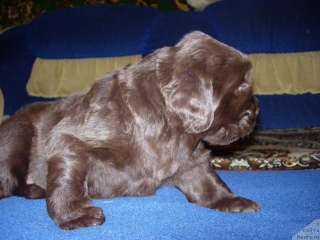 Фото: ньюфаундленд Звездная Тоскана Лесная Раскрасавица