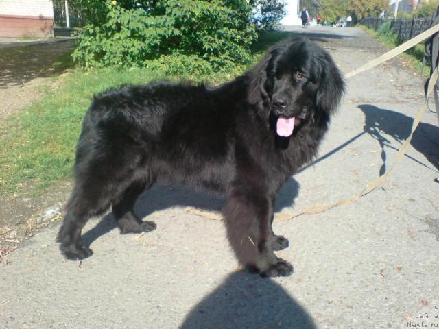 Фото: ньюфаундленд Колдовская Любовь