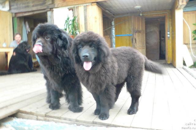 Фото: ньюфаундленд Супер Премиум Амелия Экшен, ньюфаундленд Серафима Сказочная Фея